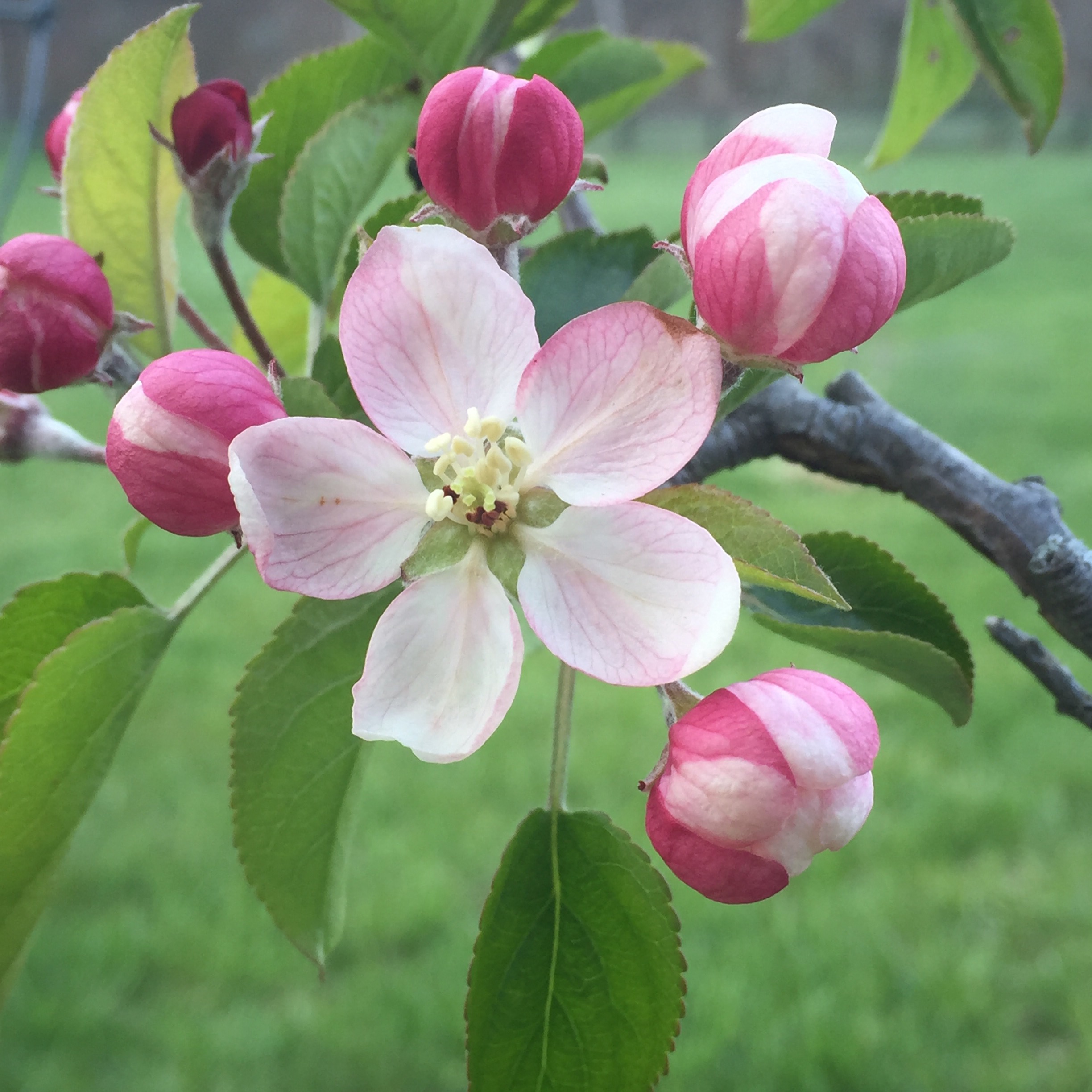 Spring Apple Blossoms